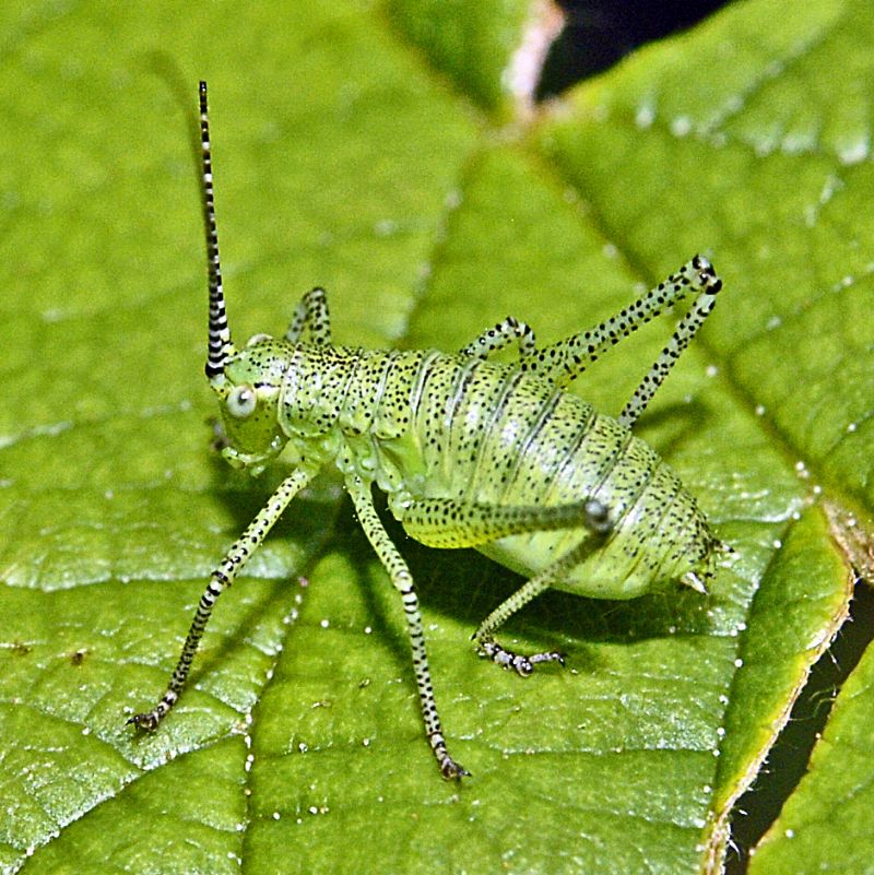 Phaneropteridae (Phaneropterinae Barbistini): Metaplastes sp. o Leptophyes sp.